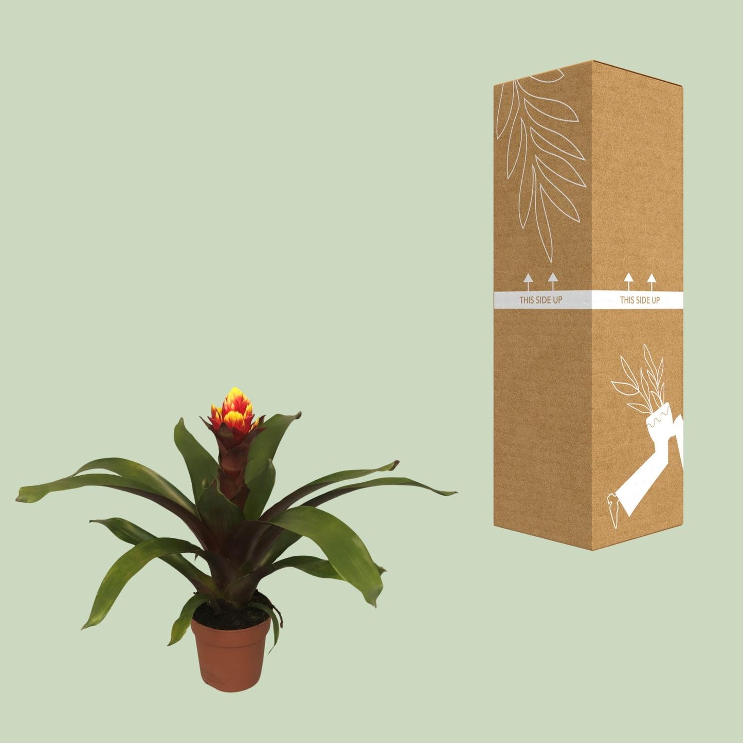 Guzmania Crown - Ø12cm - ↕45cm