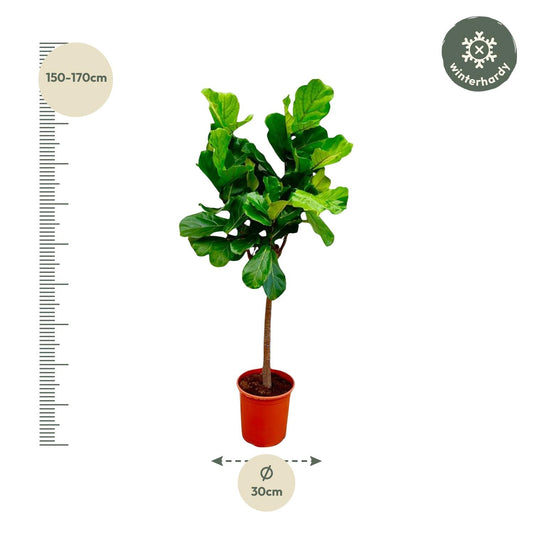 Geigenfeige Stamm 150 cm – Ficus lyrata elegant