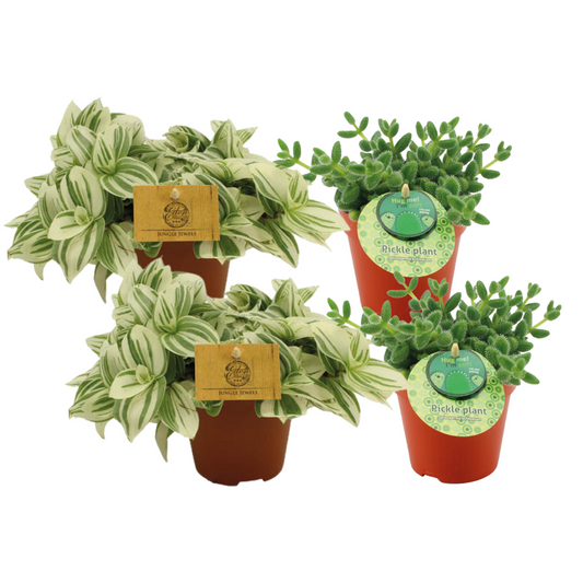 Delosperma Echinatum + 2x Tradescantia Brigtness - 4 stuks - Ø12cm - ↕20cm