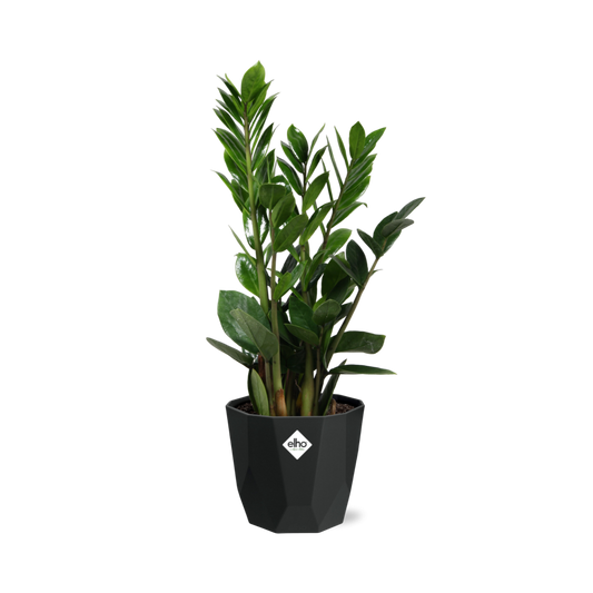 Zamioculcas – Hoogte 45-50 in 14cm b.for rock living black
