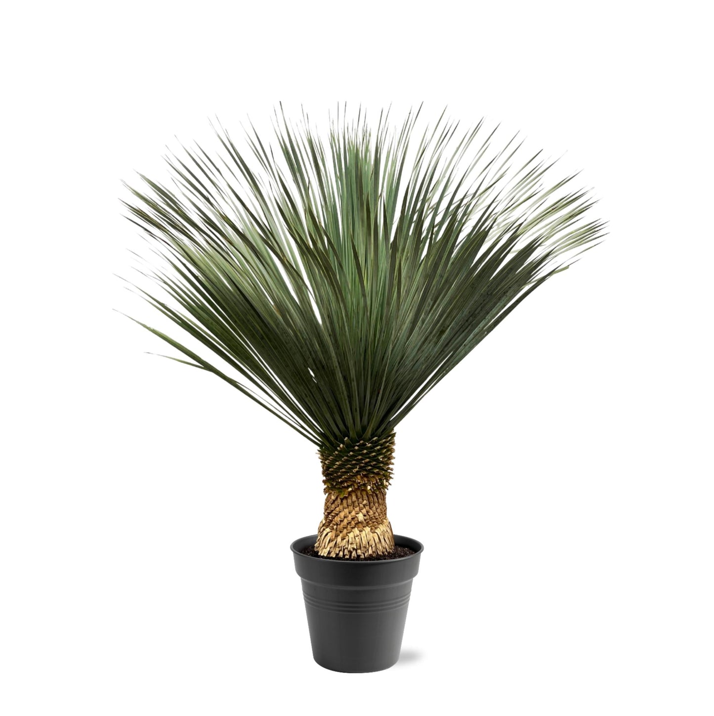 Blaue Palmlilie 130-150 cm – Yucca Rostrata – Exotische Kübelpflanze