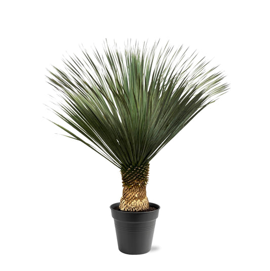 Blaue Palmlilie 130-150 cm – Yucca Rostrata – Exotische Kübelpflanze
