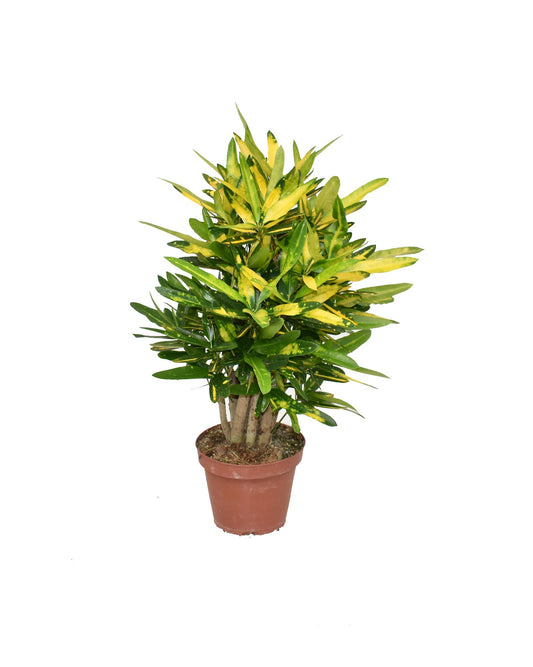 Croton Sunny Star - Ø14cm - ↕50cm