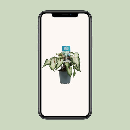 Caladium White Wonder - Ø12cm - ↕25cm