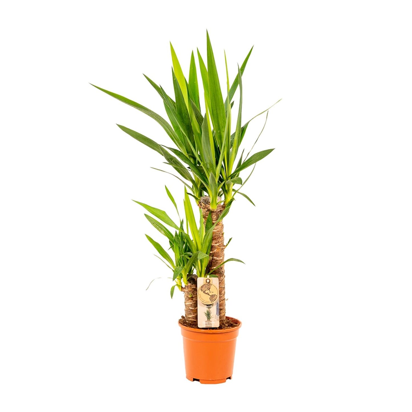 Yucca Palme 90 cm – Pflegeleichte exotische Zimmerpflanze