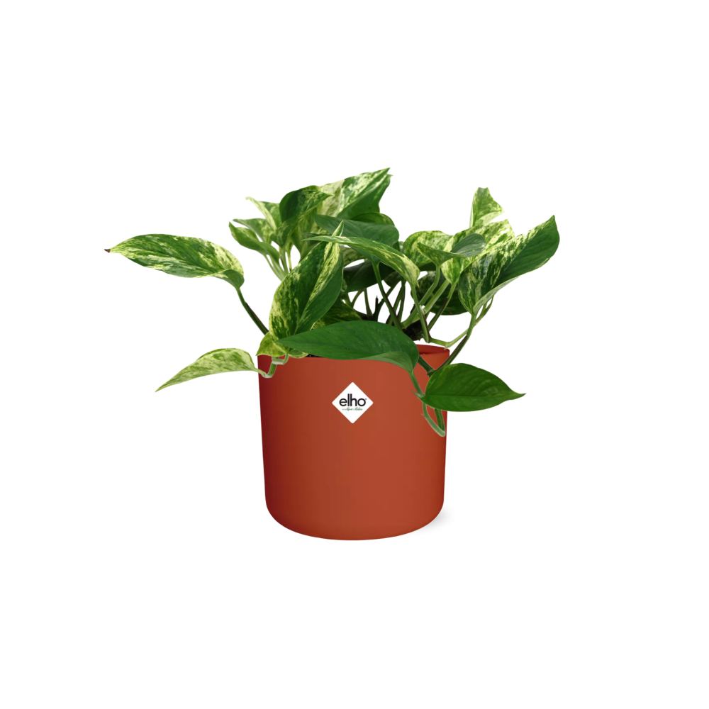 Scindapsus (Epipremnum) Marble Queen in ELHO b.for soft rond 14cm brique