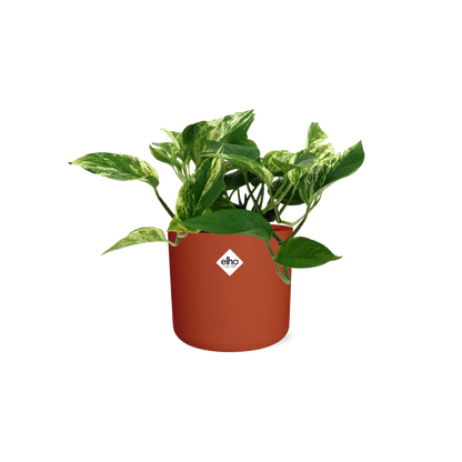Scindapsus (Epipremnum) Marble Queen in ELHO b.for soft rond 14cm brique