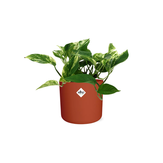 Scindapsus (Epipremnum) Marble Queen in ELHO b.for soft rond 14cm brique