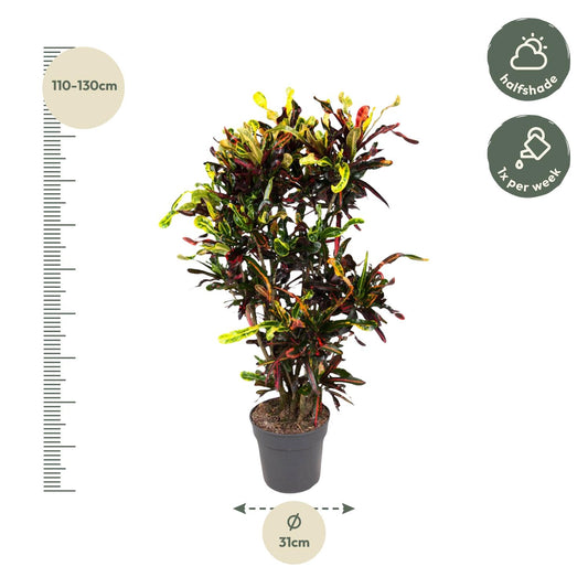 Kroton Mammi – 120 cm bunte Zimmerpflanze