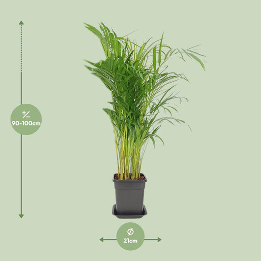 Dypsis Lutescens - Ø21cm - ↕100cm