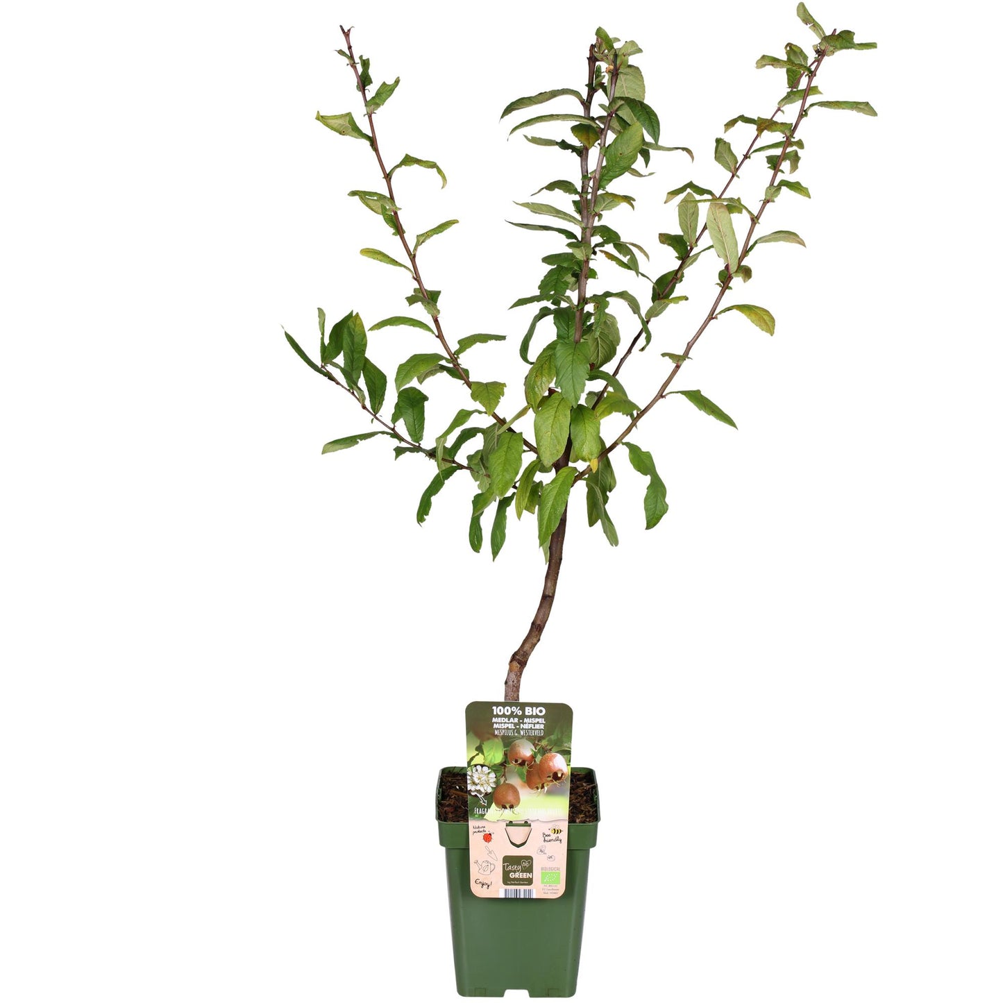 Mespilus germanica 'Westerfield' - Ø23cm - ↕120cm