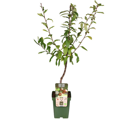 Mespilus germanica 'Westerfield' - Ø23cm - ↕120cm