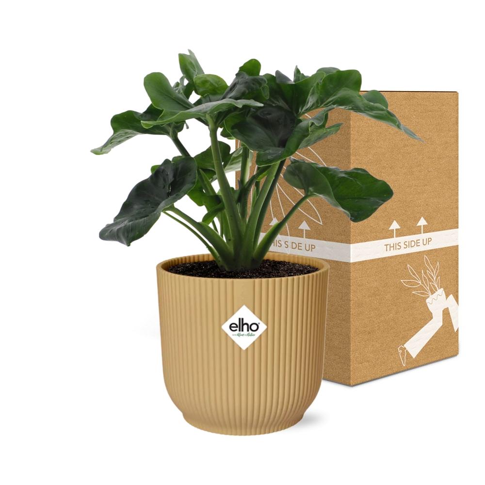 Philodendron Atom in ELHO Vibes Fold 14cm geel