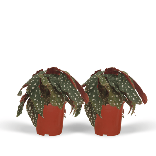 2x Begonia Maculata - Blattbegonie - 20cm - ø12