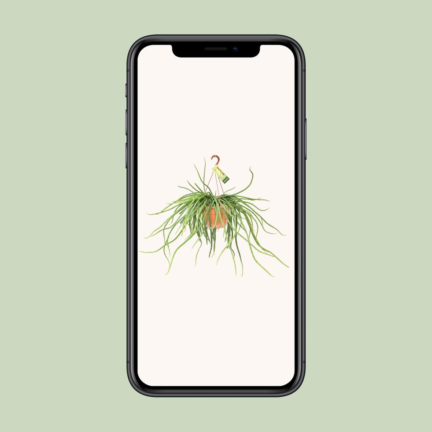 Rhipsalis Selenicereus Wercklei - Ø21cm - ↕50cm