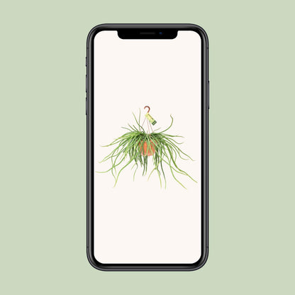 Rhipsalis Selenicereus Wercklei - Ø21cm - ↕50cm