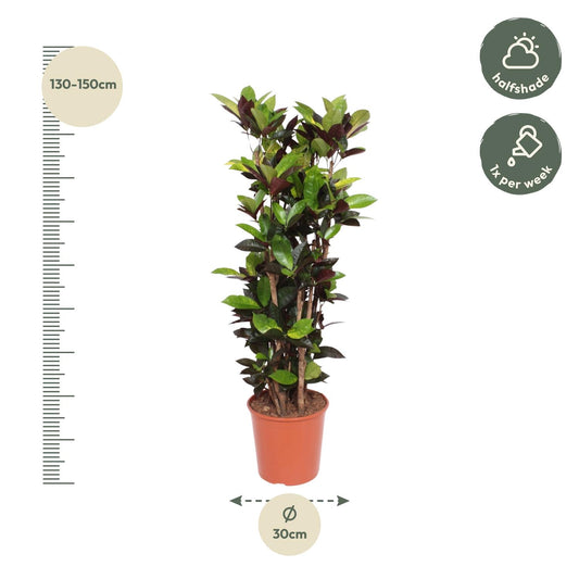 Kroton Iceton 140 cm – Buntblatt Zimmerpflanze