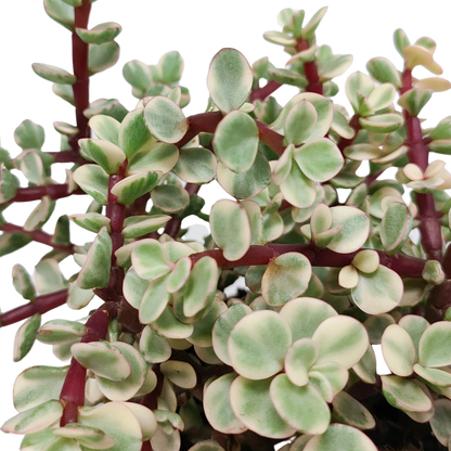 Speckbaum Variegata – Panaschierte pflegeleichte Sukkulente