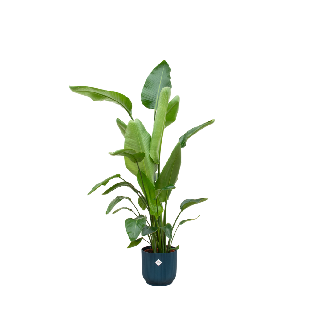 Baumstrelitzie 160 cm mit modernem Design-Topf