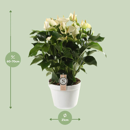 Anthurium White Champion 21cm - Ø21cm - ↕65cm