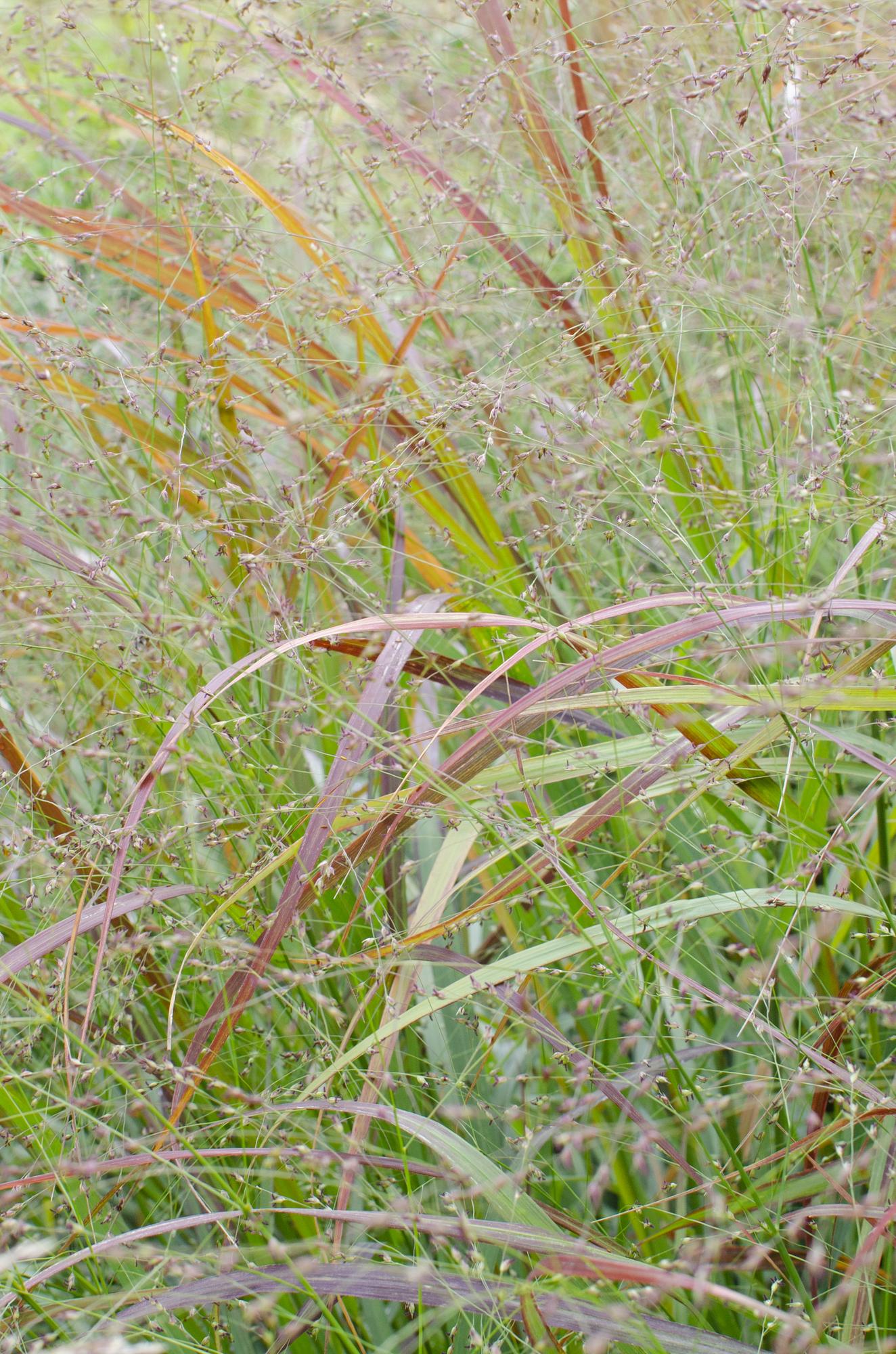Panicum virgatum Cheyenne Sky - Ø23cm - ↕60cm - Ø23 - ↨60cm