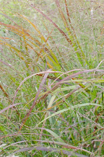 Panicum virgatum Cheyenne Sky - Ø23cm - ↕60cm - Ø23 - ↨60cm