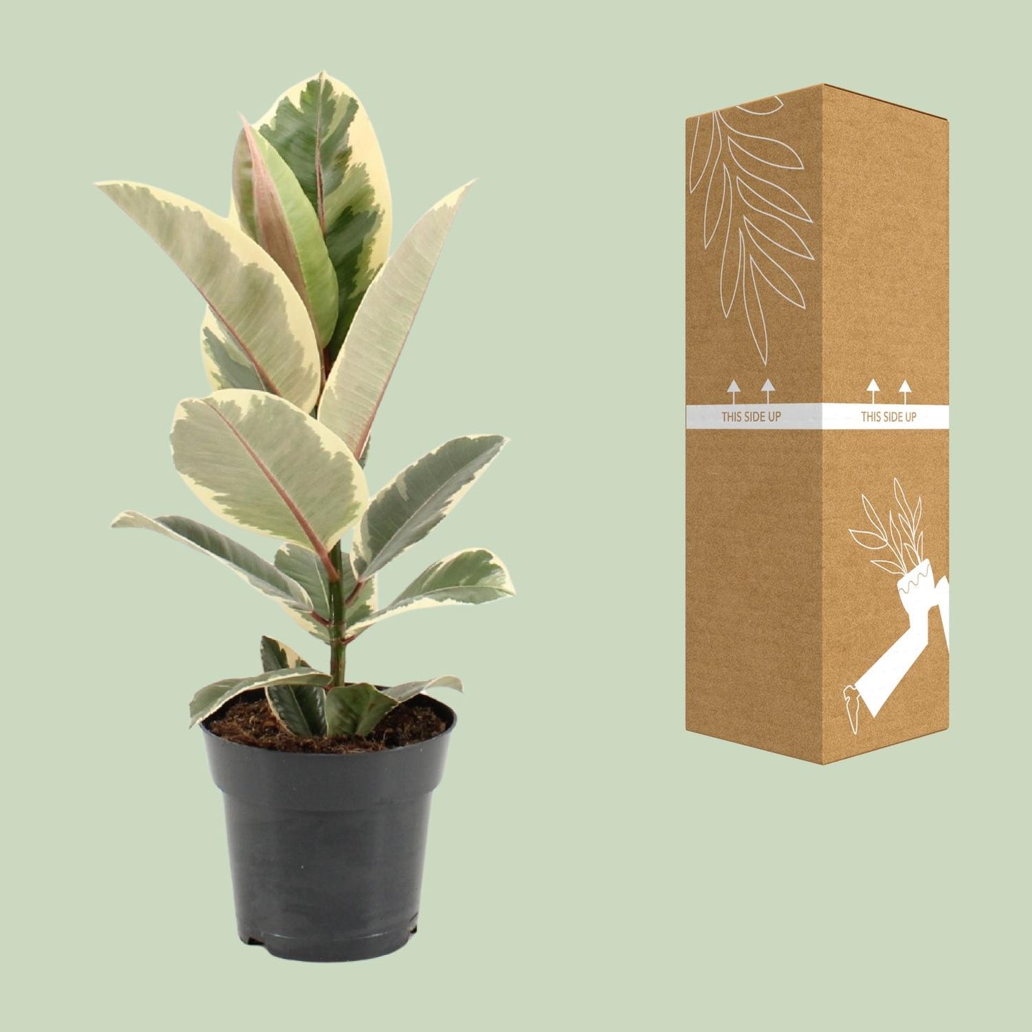 Ficus Elastica Tineke - Ø17cm - ↕55cm