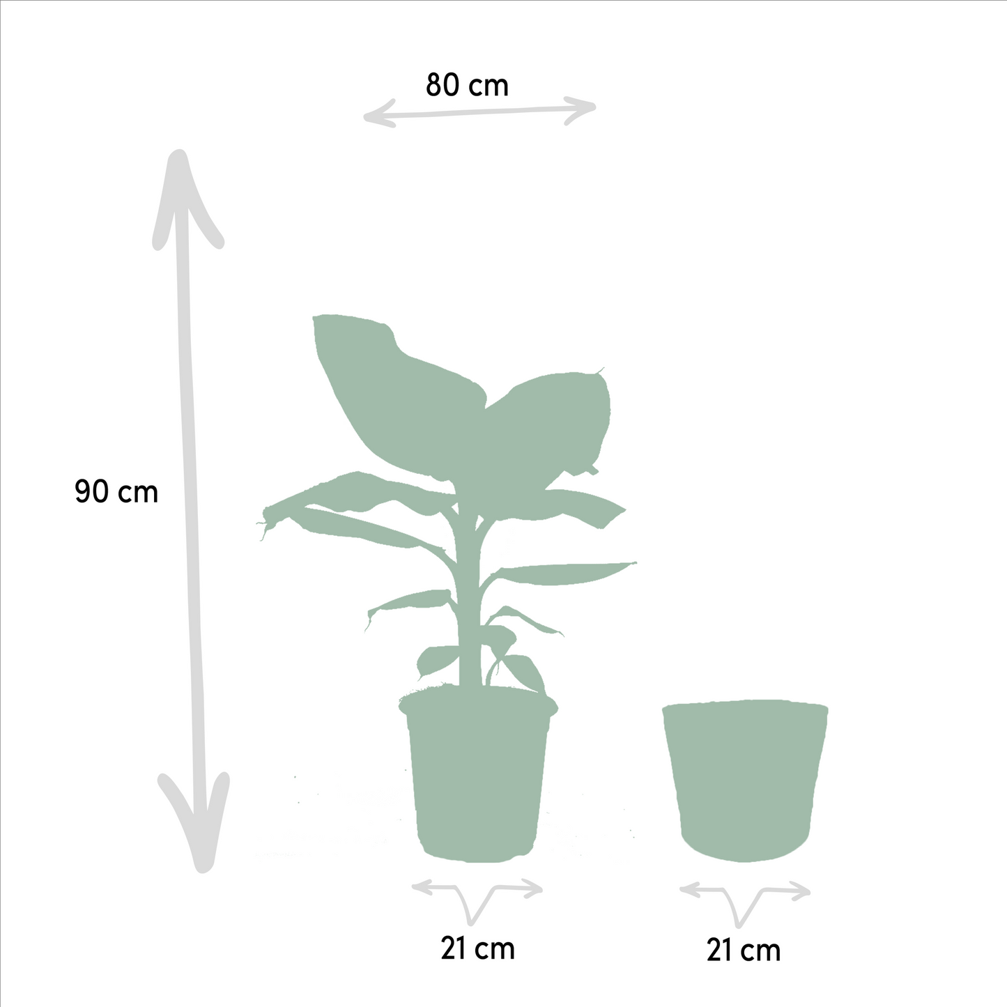 Musa Dwarf Cavendish - Ø21cm - ↕90cm + Korb Selin