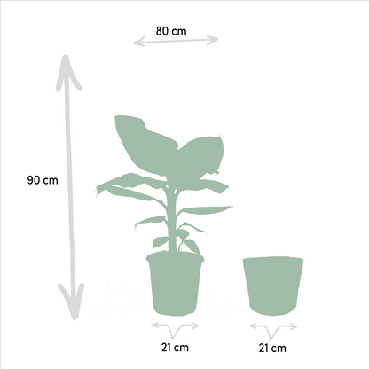 Musa Dwarf Cavendish - Ø21cm - ↕90cm + Korb Selin