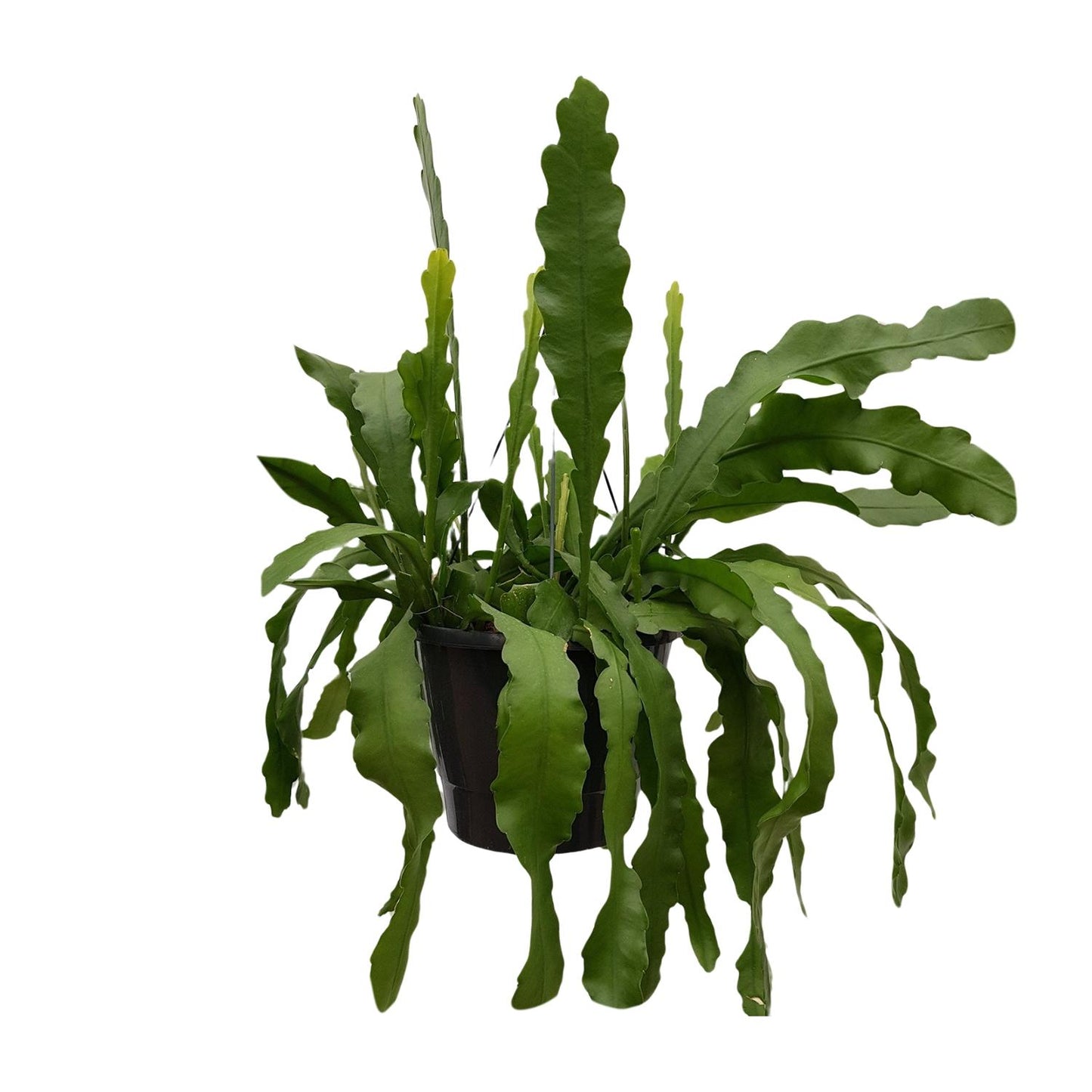 Epiphyllum Beavertale - Ø25cm - ↕60cm