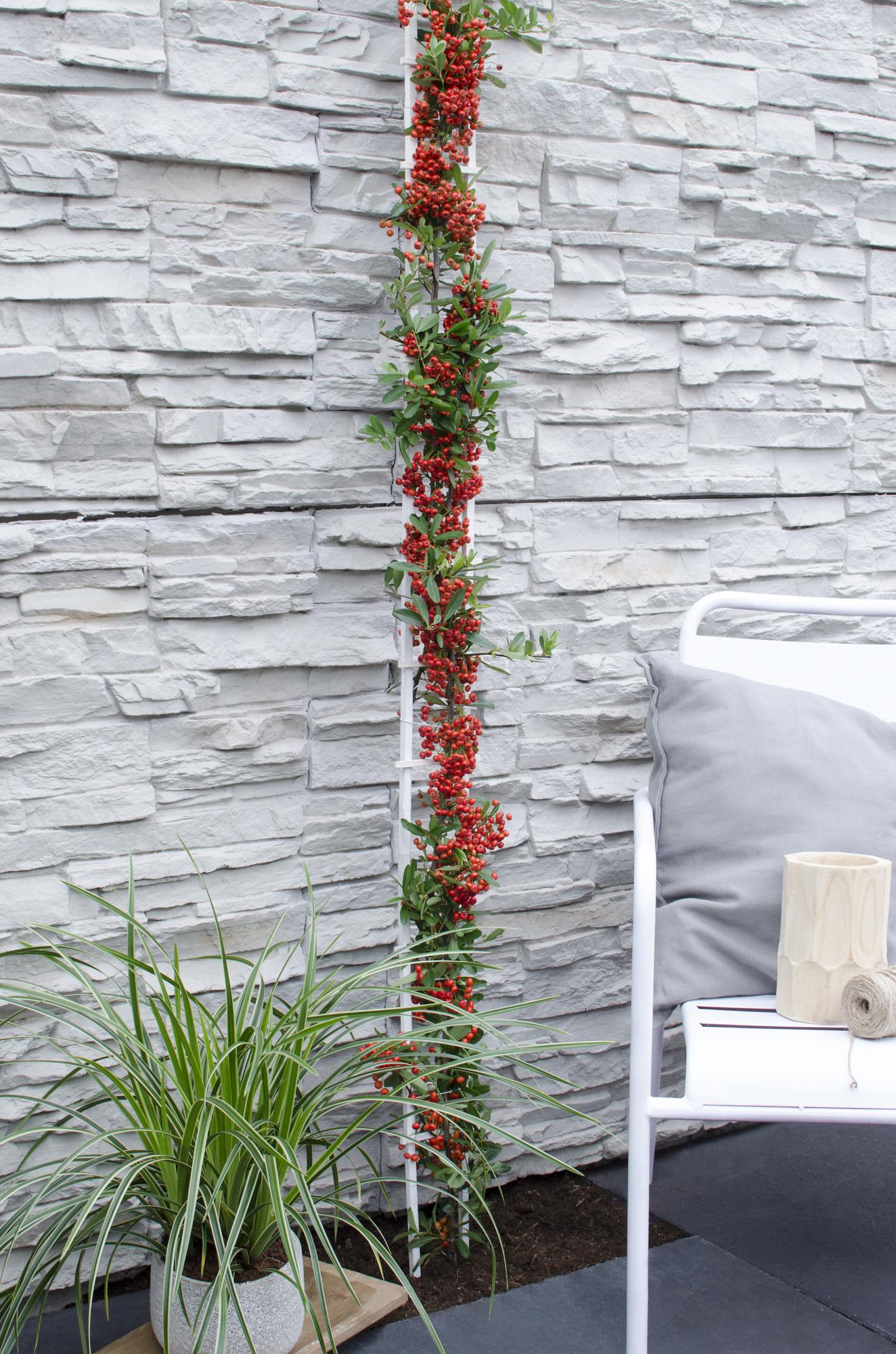 Pyracantha coccinea Red Star - Ø23cm - ↕75cm - Ø15 - ↨65cm