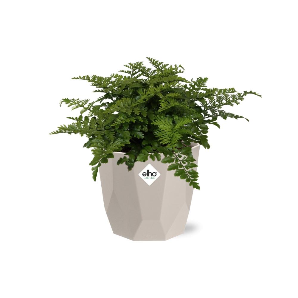 Asplenium Parvati in ELHO b.for rock 14 cm warm grey