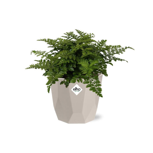 Asplenium Parvati in ELHO b.for rock 14 cm warm grey