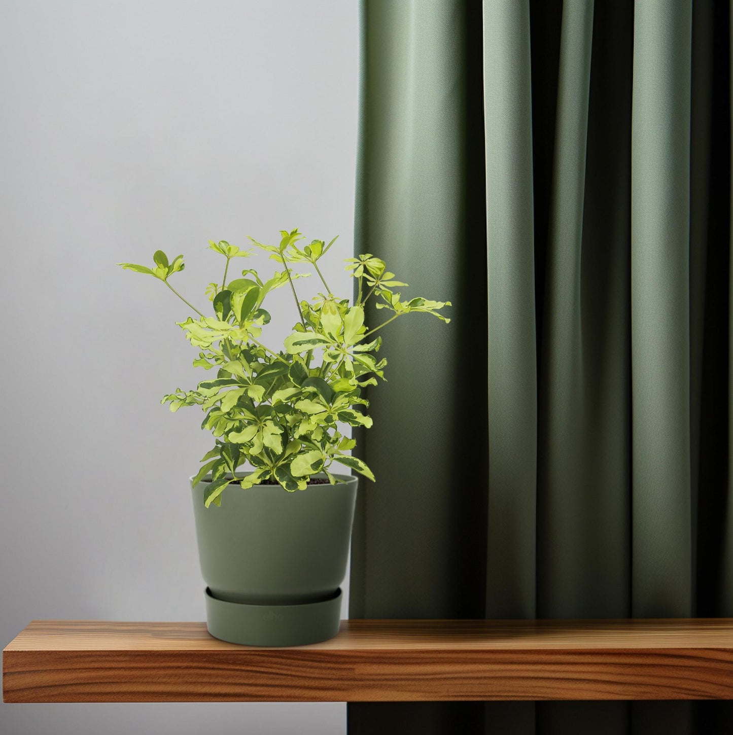 Schefflera Charlotte - Ø13cm - ↕35cm