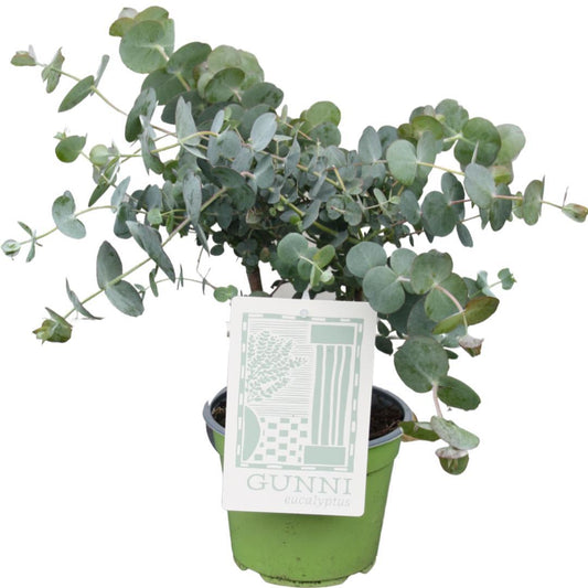 Eucalyptus Gunni - Ø14cm - ↕35cm