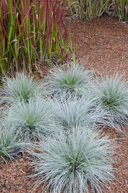 Festuca glauca Azura Blue - Ø14 - ↨30cm