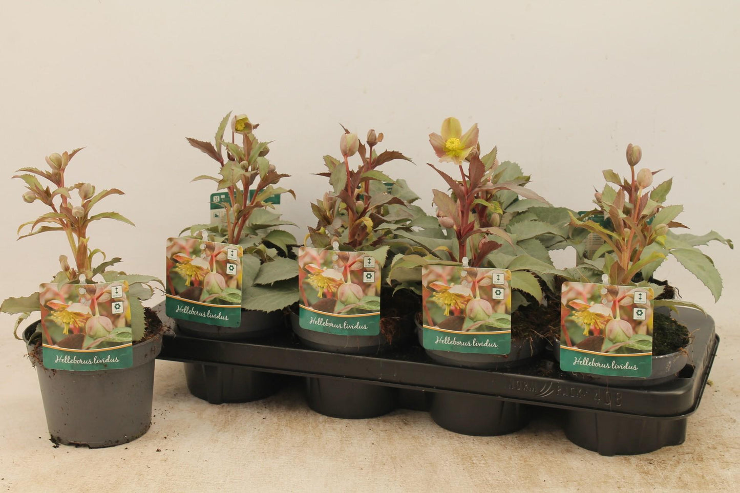 Helleborus Sternii - Ø13cm - ↕25cm
