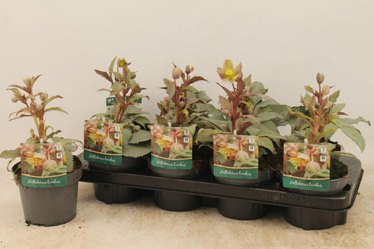 Helleborus Sternii - Ø13cm - ↕25cm