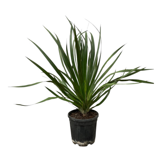 Drachenbaum 100 cm – Exotische, pflegeleichte Zimmerpflanze