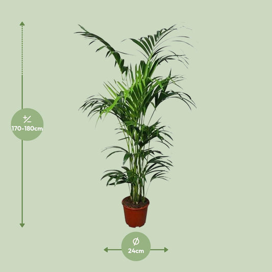 Howea - Ø24cm - ↕180cm