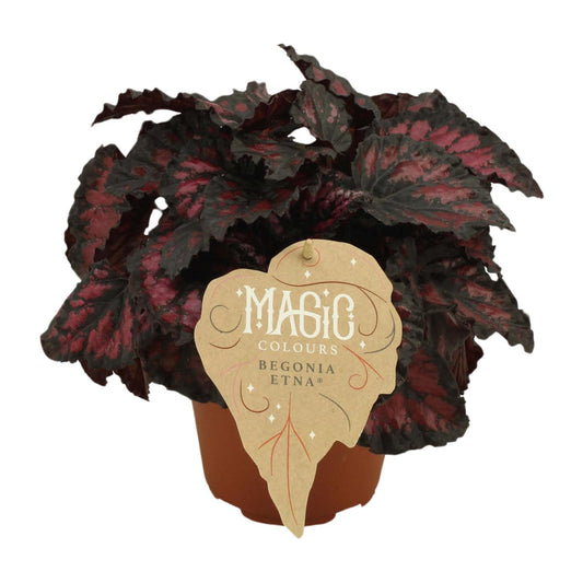 Begonia Rex Etna - Ø12 ↕25