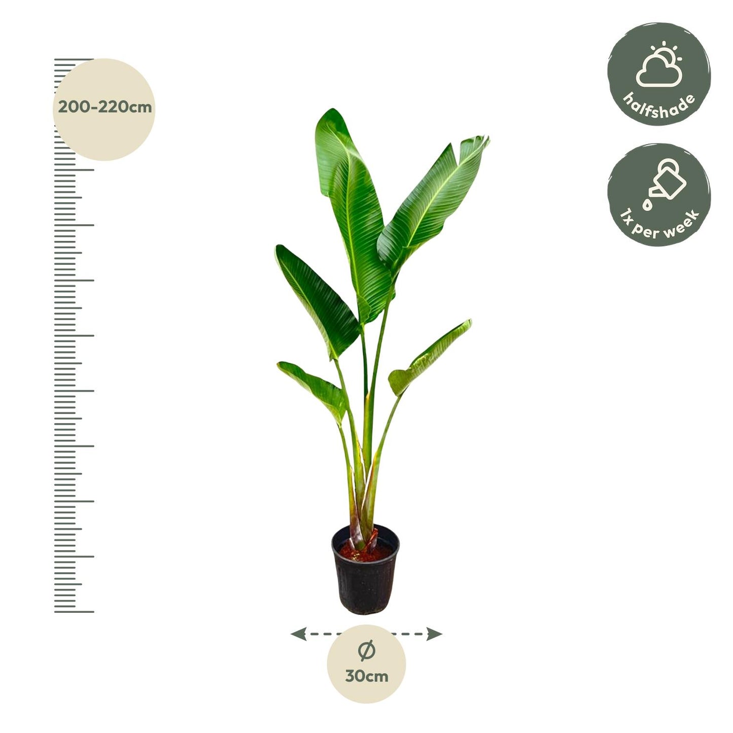 Weißer Paradiesvogel Strelitzia Augusta 210 cm – Tropische Zimmerpflanze