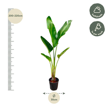 Weißer Paradiesvogel Strelitzia Augusta 210 cm – Tropische Zimmerpflanze