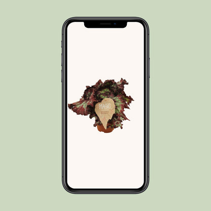 Begonia Rex Balboa - Ø12 ↕25