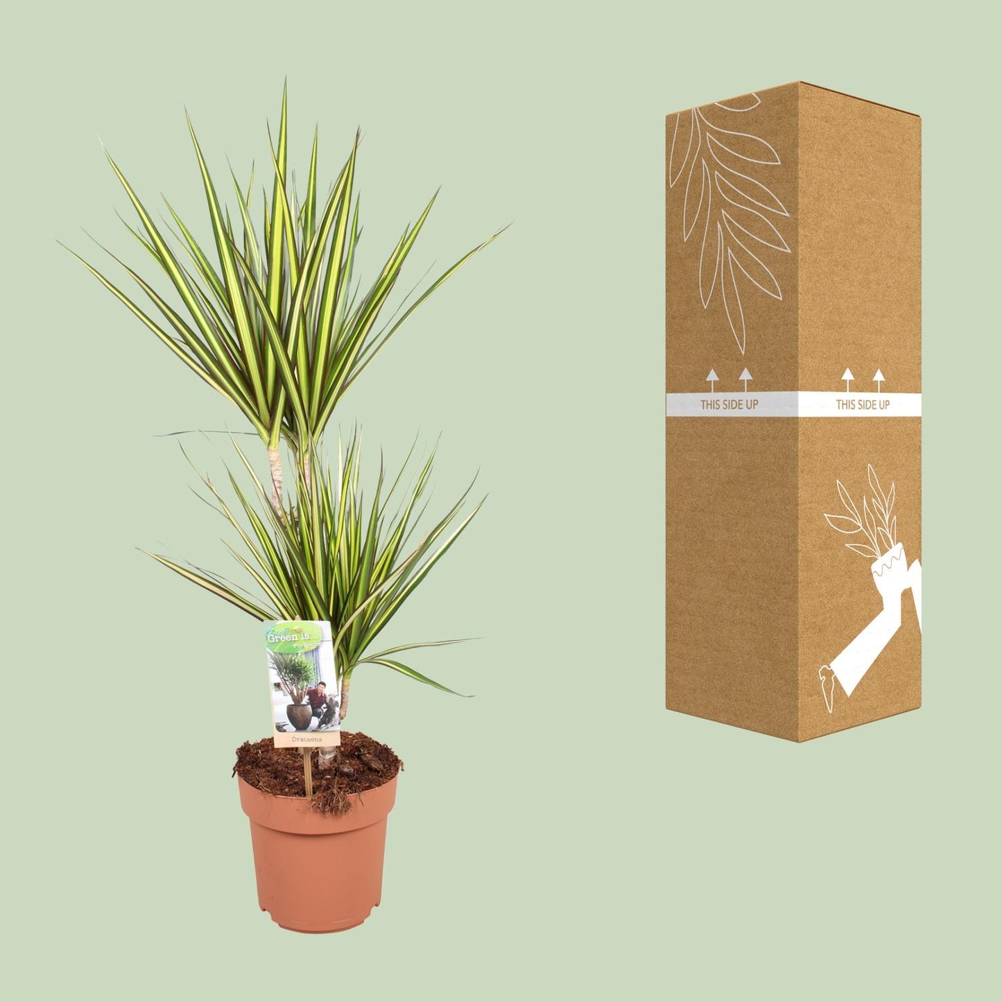 Dracaena Sunray - Ø17cm - ↕70cm