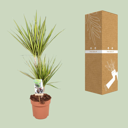 Dracaena Sunray - Ø17cm - ↕70cm