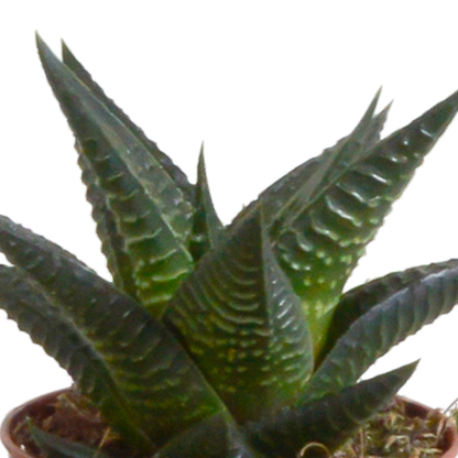 Gasteria & Haworthia Mix 5er Set im Terrakotta-Topf