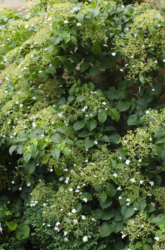 Hydrangea petiolaris - Kletternde Hortensie - Ø15cm - ↕65cm