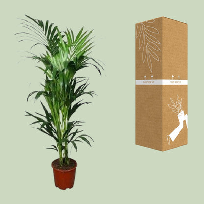 Howea - Ø24cm - ↕150cm