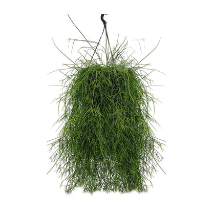 Rhipsalis Cassutha 25cm - Ø25cm - ↕60cm